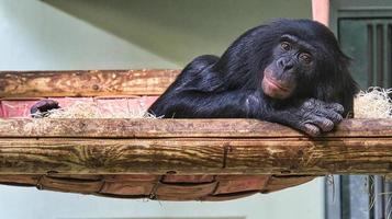 chimpansee uit de dierentuin van Berlijn, liggend observeert hij de omgeving foto