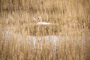 knobbelzwaan broedt op een nest in het riet op de darrs bij zingst. wilde dieren foto