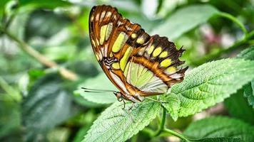 kleurrijke vlinder op een blad, bloem. elegant en delicaat. gedetailleerd patroon van vleugels foto