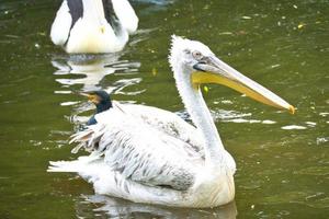 pelikaan die in water zwemt. wit verenkleed, grote snavel, in een grote zeevogel foto