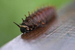 rups voeden met een blad. een enkel dier close-up foto