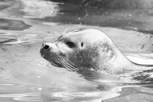 zeehondenkop in zwart-wit, kijkend uit het water. close-up van het zoogdier. foto