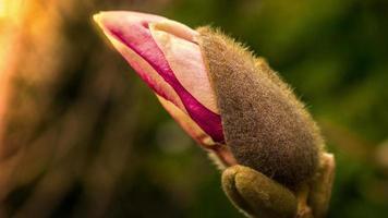 magnoliaknop individueel afgebeeld in zonlicht. foto