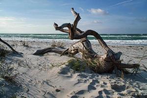 drijfhout, boomwortel die aan de Oostzeekust op het strand voor de zee ligt. foto