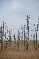 dode bomen aan de Oostzee. dood bos. beschadigde vegetatie. Nationaal Park foto