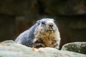 marmot liggend op rots met uitzicht op de kijker. klein knaagdier uit de Alpen. zoogdier dier foto
