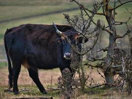 hooglandvee in een weiland. krachtige hoorns bruine vacht. landbouw en veeteelt foto