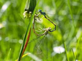 libellen paren in het gras. de vorm van een hart wordt gecreëerd in het proces foto