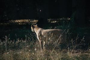 cheetah dwaalt door het gras. grote kat uit Afrika. dierenfoto van roofdier foto