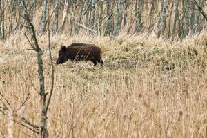 wild zwijn in het darss nationaal park op het schiereiland zingst. vrijlopende zoogdieren foerageren. foto