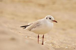 zeemeeuw op het strand. vogels van de zee. foto