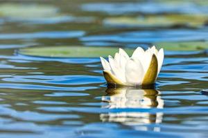 witte waterlelie op een zweeds meer foto