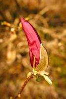 magnoliabomen zijn een ware pracht in het bloeiseizoen. een eye catcher natuur foto