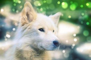 witte Siberische Samojeed husky hond met heterochromie ogen foto