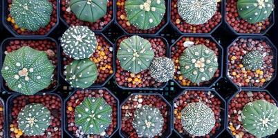 bovenaanzicht van veel groene cactus met grind in zwart-witte bloempot op mand. plat leggen van natuurlijk plant- en groeiconcept foto