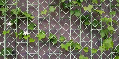 groene kalebaswijnstok of kruipende plantengroei op de roestvrijstalen omheining met muurachtergrond. boom groeit op stalen lijnpatroon. foto