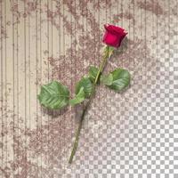 close-up weergave rode roos met bloemblaadjes geïsoleerd foto