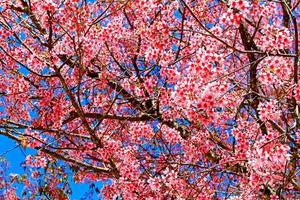 prachtige lente wilde Himalaya vrolijke bloesem bloeien op de bomen met blauwe hemelachtergrond op bij doi suthep, chiang mai, thailand. roze bloemstruiken. foto