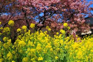 gele bloementuin bloeien met wilde Himalaya vrolijke bloesem op bomen en blauwe hemelachtergrond in parktuin tokyo, japan. foto