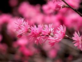 roze kersenbloesems op een tak foto