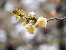 gele kersenbloesems op een tak foto