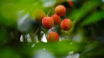 rode en zoete lychee op boom foto