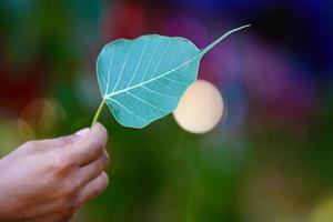 een blad in de hand. foto