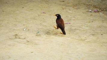 myna vogel zittend op de grond foto