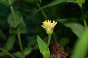 close-up van een gele zinnia-bloem die nog niet volledig is uitgebloeid foto