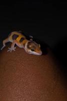 close-up van luipaardgekko gekko. luipaardgekko is een soort gekko die voorkomt in pakistan, india en iran foto