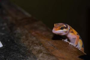 close-up van luipaardgekko gekko. luipaardgekko is een soort gekko die voorkomt in pakistan, india en iran foto