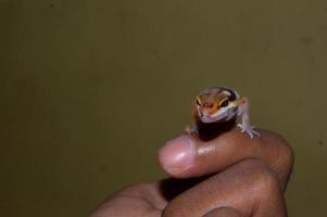 in de hand gehouden tamme luipaardgekko hagedis foto