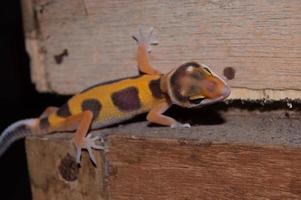 luipaardgekko voor huisdieren, mooi reptiel voor decoratie. Tam dier. dieren die op hout spelen. foto