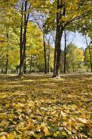 vergeelde bomen, park foto