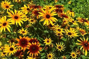 schilderachtige close-up van de prachtige susans met zwarte ogen foto