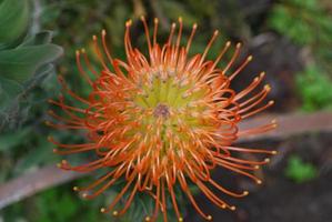 bloeiende en bloeiende oranje proteabloem in een tuin foto