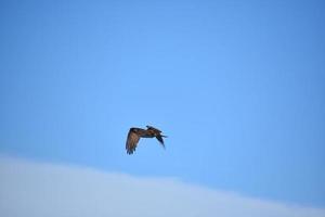 gevederde vleugels gevouwen tijdens de vlucht op een roofvogel foto