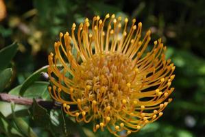 mooie bloeiende gele protea bloem van dichtbij foto