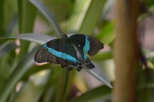 mooie blauwe en zwarte smaragdgroene zwaluwstaartvlinder foto