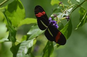 vleugels uitgestrekte gewone postbodevlinder in een tuin foto