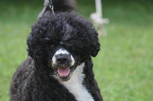 schattige zwart-witte Portugese waterhond foto