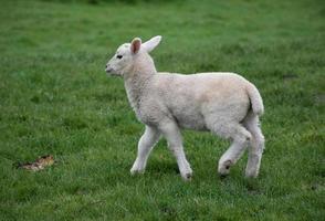 profiel van een jong lam dat wegloopt in het gras foto