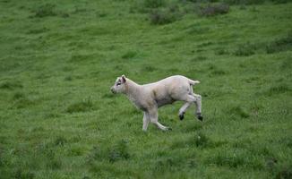 jong lam dat in het voorjaar in een grasveld dartelt foto