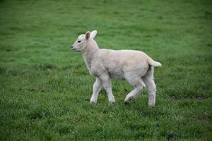 heel schattig wit lam dat in weelderig groen veld loopt? foto