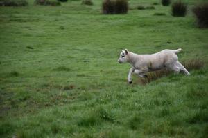 heel schattig lam dat op de heide in Noord-Engeland loopt foto