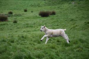 schattig lam dat door een grasveld op de heide rent foto