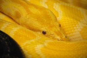 geschubde huid van een Birmese python foto