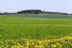 landschap in de zomer foto