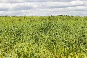 groene erwt, close-up foto