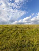 gras op de heuvel veld herfst dennen heuvel foto